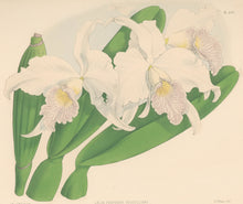 Load image into Gallery viewer, Fitch, John Nugent.  "Laelia Purpurata Russelliana." Pl. 269.