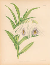 Load image into Gallery viewer, Fitch, John Nugent. "Thunia Veitchiana."  Pl. 326.