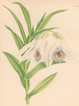 Load image into Gallery viewer, Fitch, John Nugent. "Thunia Veitchiana."  Pl. 326.