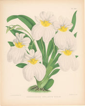 Load image into Gallery viewer, Fitch, John Nugent.  "Odontoglossum Vexillarium Roseum."  Pl. 348.