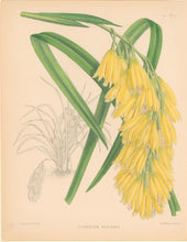 Load image into Gallery viewer, Fitch, John Nugent. "Cymbidium Elegans."  Pl. 430.