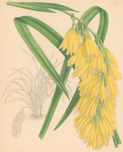 Load image into Gallery viewer, Fitch, John Nugent. "Cymbidium Elegans."  Pl. 430.