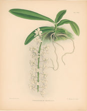 Load image into Gallery viewer, Fitch, John Nugent.  "Thryxpermum Berkeleyi." Pl. 436