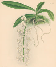 Load image into Gallery viewer, Fitch, John Nugent.  "Thryxpermum Berkeleyi." Pl. 436