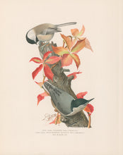 Load image into Gallery viewer, Fuertes, Louis Agassiz. “Chickadee, White-breasted Nuthatch.”