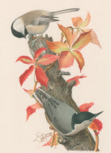 Load image into Gallery viewer, Fuertes, Louis Agassiz. “Chickadee, White-breasted Nuthatch.”