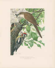Load image into Gallery viewer, Fuertes, Louis Agassiz.  “Black-Billed Cuckoo, Yellow-bellied Sapsucker.”