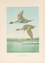 Load image into Gallery viewer, Fuertes, Louis Agassiz. “Pintail Duck.”