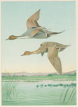 Load image into Gallery viewer, Fuertes, Louis Agassiz. “Pintail Duck.”