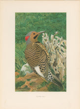 Load image into Gallery viewer, Fuertes, Louis Agassiz. “Flicker (male).”
