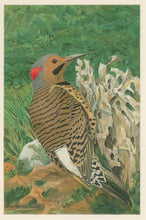 Load image into Gallery viewer, Fuertes, Louis Agassiz. “Flicker (male).”