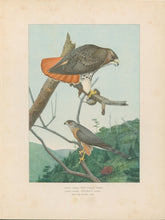 Load image into Gallery viewer, Fuertes, Louis Agassiz.  “Red-tailed Hawk, Cooper’s Hawk.”