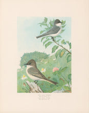 Load image into Gallery viewer, Fuertes, Louis Agassiz. “Kingbird, Phoebe.”