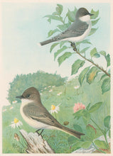 Load image into Gallery viewer, Fuertes, Louis Agassiz. “Kingbird, Phoebe.”