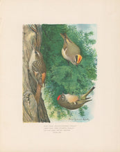 Load image into Gallery viewer, Fuertes, Louis Agassiz.  “Golden-crowned Kinglet, Ruby-crowned Kinglet, Brown Creeper.”