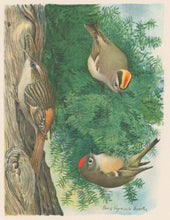 Load image into Gallery viewer, Fuertes, Louis Agassiz.  “Golden-crowned Kinglet, Ruby-crowned Kinglet, Brown Creeper.”