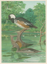 Load image into Gallery viewer, Fuertes, Louis Agassiz. “Hooded Merganser.”