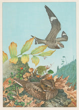Load image into Gallery viewer, Fuertes, Louis Agassiz. “Nighthawk, Whip-poor-whill.”