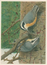 Load image into Gallery viewer, Fuertes, Louis Agassiz. “Red-breasted Nuthatch.”