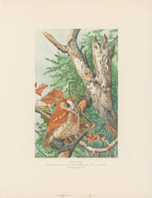 Load image into Gallery viewer, Fuertes, Louis Agassiz.  “Screech Owl.”