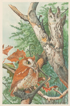Load image into Gallery viewer, Fuertes, Louis Agassiz.  “Screech Owl.”
