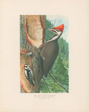 Load image into Gallery viewer, Fuertes, Louis Agassiz. “Pileated Woodpecker, Downy Woodpecker.”