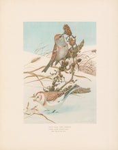 Load image into Gallery viewer, Fuertes, Louis Agassiz. “Tree Sparrow, Snowflake.”
