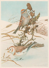 Load image into Gallery viewer, Fuertes, Louis Agassiz. “Tree Sparrow, Snowflake.”