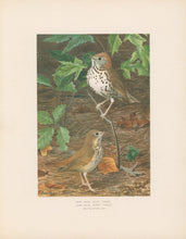 Load image into Gallery viewer, Fuertes, Louis Agassiz. “Wood Thrush, Hermit Thrush.”