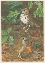 Load image into Gallery viewer, Fuertes, Louis Agassiz. “Wood Thrush, Hermit Thrush.”