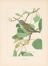 Load image into Gallery viewer, Fuertes, Louis Agassiz.  “Solitary Vireo.”