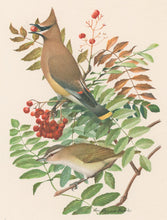 Load image into Gallery viewer, Fuertes, Louis Agassiz.  “Cedar Waxwing, Red-eyed Vireo.”