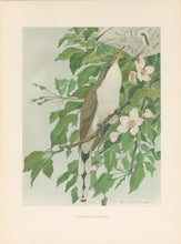 Load image into Gallery viewer, Fuertes, Louis Agassiz.  “Yellow-billed Cuckoo.”