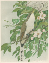 Load image into Gallery viewer, Fuertes, Louis Agassiz.  “Yellow-billed Cuckoo.”