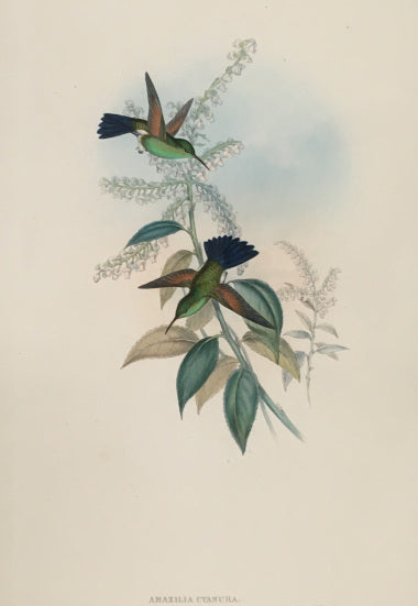 Gould, John & H.C. Richter.  “Amazilia Cyanura.”  Blue-tailed Hummingbird.