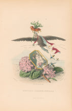 Load image into Gallery viewer, Grandville, J.J. &quot;Hortensia, Couronne Imperiale.&quot; [Hortensia, Crown Imperial]

