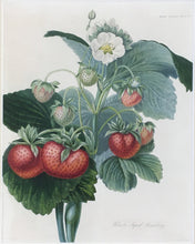 Load image into Gallery viewer, Hooker, William “Wilmot&#39;s Superb Strawberry.”
