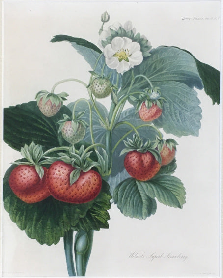 Hooker, William “Wilmot's Superb Strawberry.”
