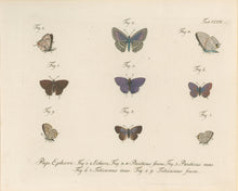 Load image into Gallery viewer, Jablonsky, Carl Gustav.  Plate CCCV.