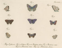 Load image into Gallery viewer, Jablonsky, Carl Gustav.  Plate CCCV.