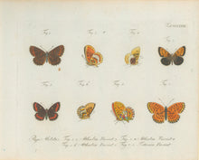Load image into Gallery viewer, Jablonsky, Carl Gustav.  Plate CCLXXXI.