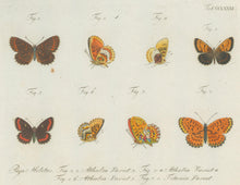 Load image into Gallery viewer, Jablonsky, Carl Gustav.  Plate CCLXXXI.