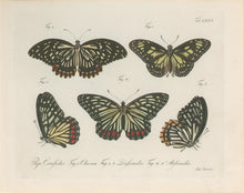 Load image into Gallery viewer, Jablonsky, Carl Gustav.  Plate CXXVI.