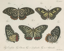 Load image into Gallery viewer, Jablonsky, Carl Gustav.  Plate CXXVI.