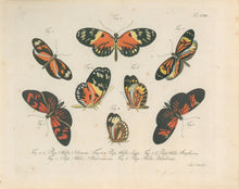 Load image into Gallery viewer, Jablonsky, Carl Gustav.  Plate LXXI.