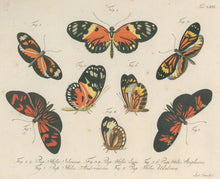 Load image into Gallery viewer, Jablonsky, Carl Gustav.  Plate LXXI.