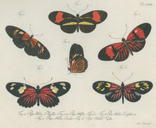 Load image into Gallery viewer, Jablonsky, Carl Gustav.  Plate LXXIII.