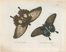 Load image into Gallery viewer, Jablonsky, Carl Gustav  Plate XVI.