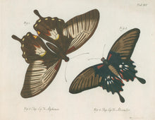 Load image into Gallery viewer, Jablonsky, Carl Gustav  Plate XVI.
