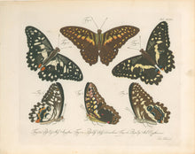 Load image into Gallery viewer, Jablonsky, Carl Gustav.  Plate XXXVI.